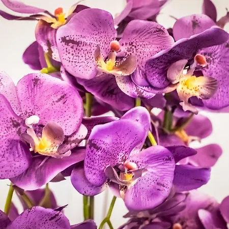 Bpr Carpediem Dream Διαμέρισμα *